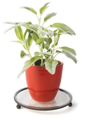 Enhanced PLANT PLATFORM 8 quot Clean
