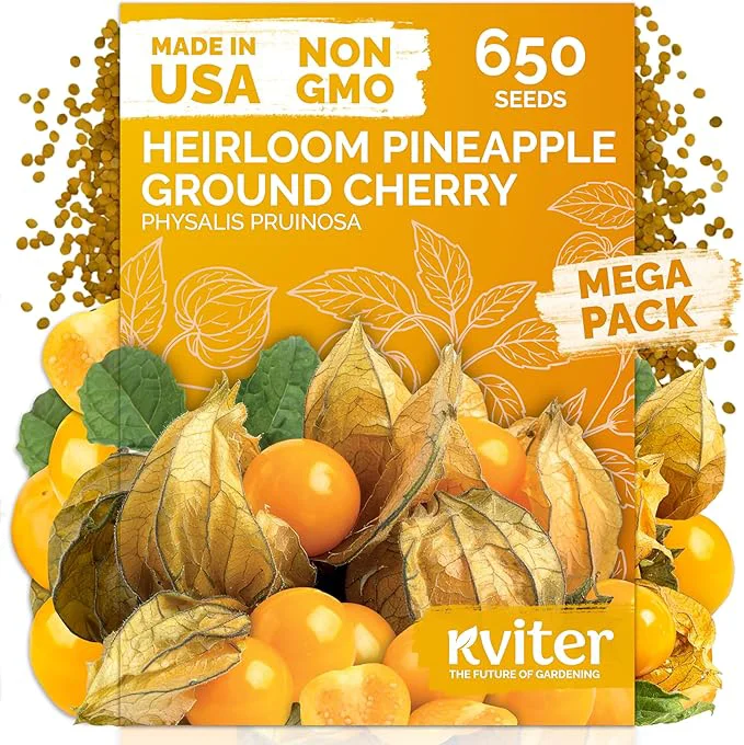Quality KVITER 650 Aunt Molly Ground Cherry Seeds High-Grade