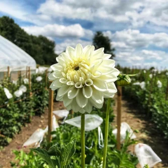 Luxury Bloom Hill Farm Dahlia Boom Boom White Mix Detailed