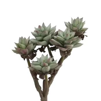 Pure Faux Succulent Branch Effective