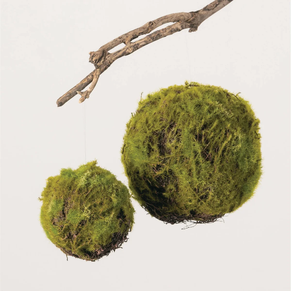 Stylish Moss Orb Minimalist