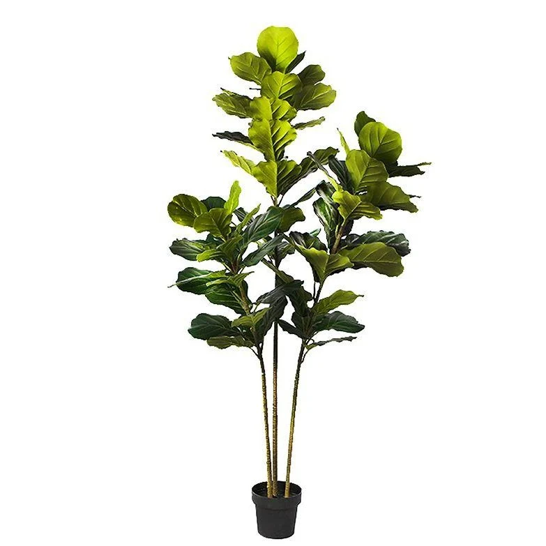 Versatile Fiddle Leaf Fig Faux Plant 200cm 78.74 Top-Quality