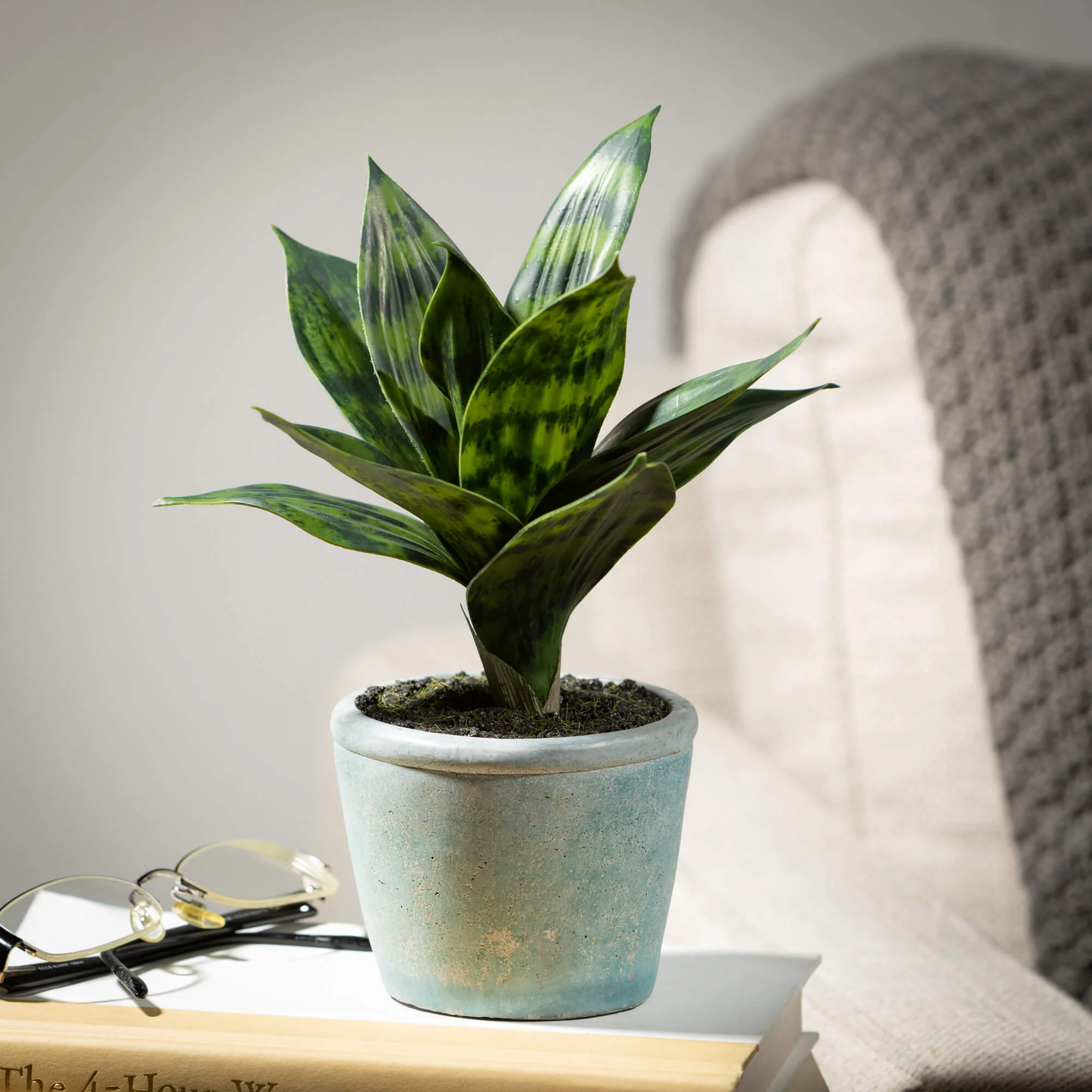 Genuine Potted Sansevieria Contemporary