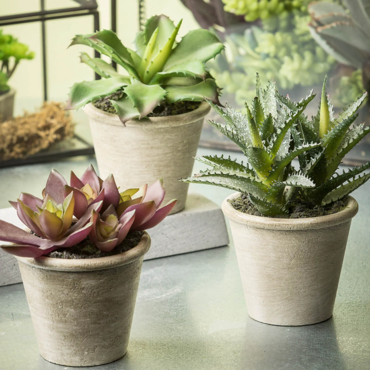 Original Design Small Potted Succulents Modern
