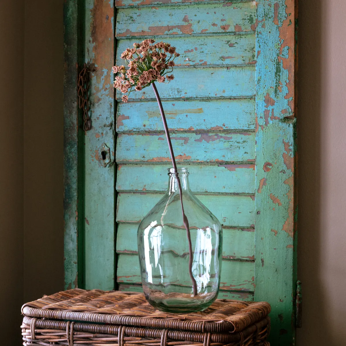Trusted Daucus Blush Sustainable