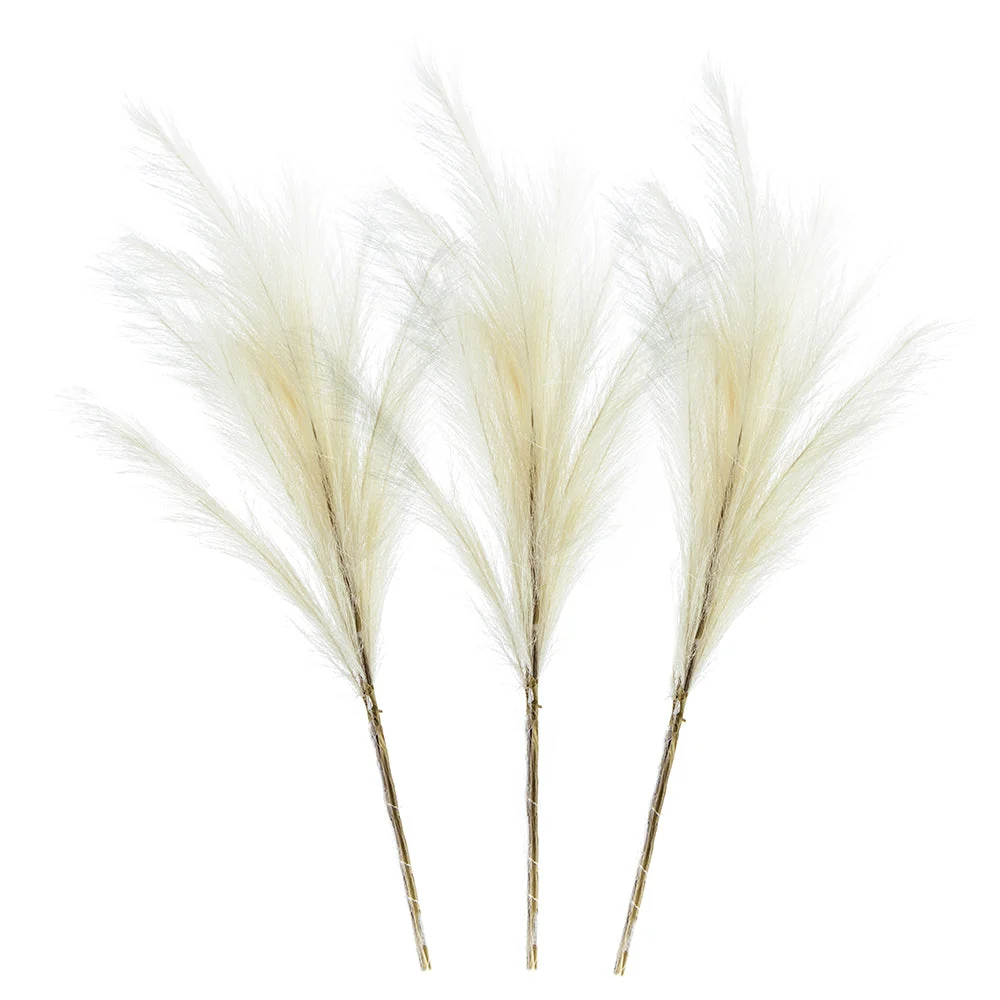 Comfortable White Pampas Grass Certified