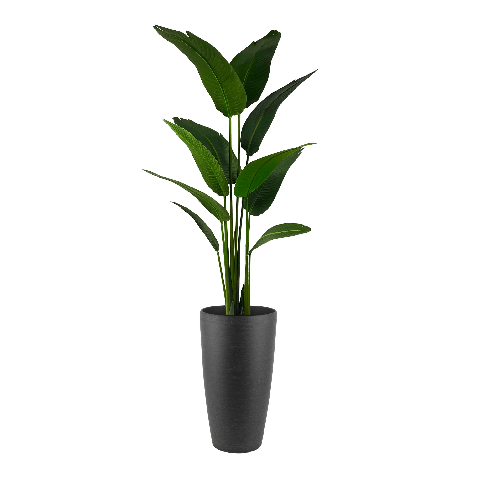 High-End Potted Palm Travellers 7ft x2 in Enna Curved Rectangle Fiberclay Planter Black 30in Large Comfortable