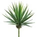 Sustainable Yucca Pick 8in Innovative