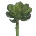 Specialty Echeveria Pick 5in Effective