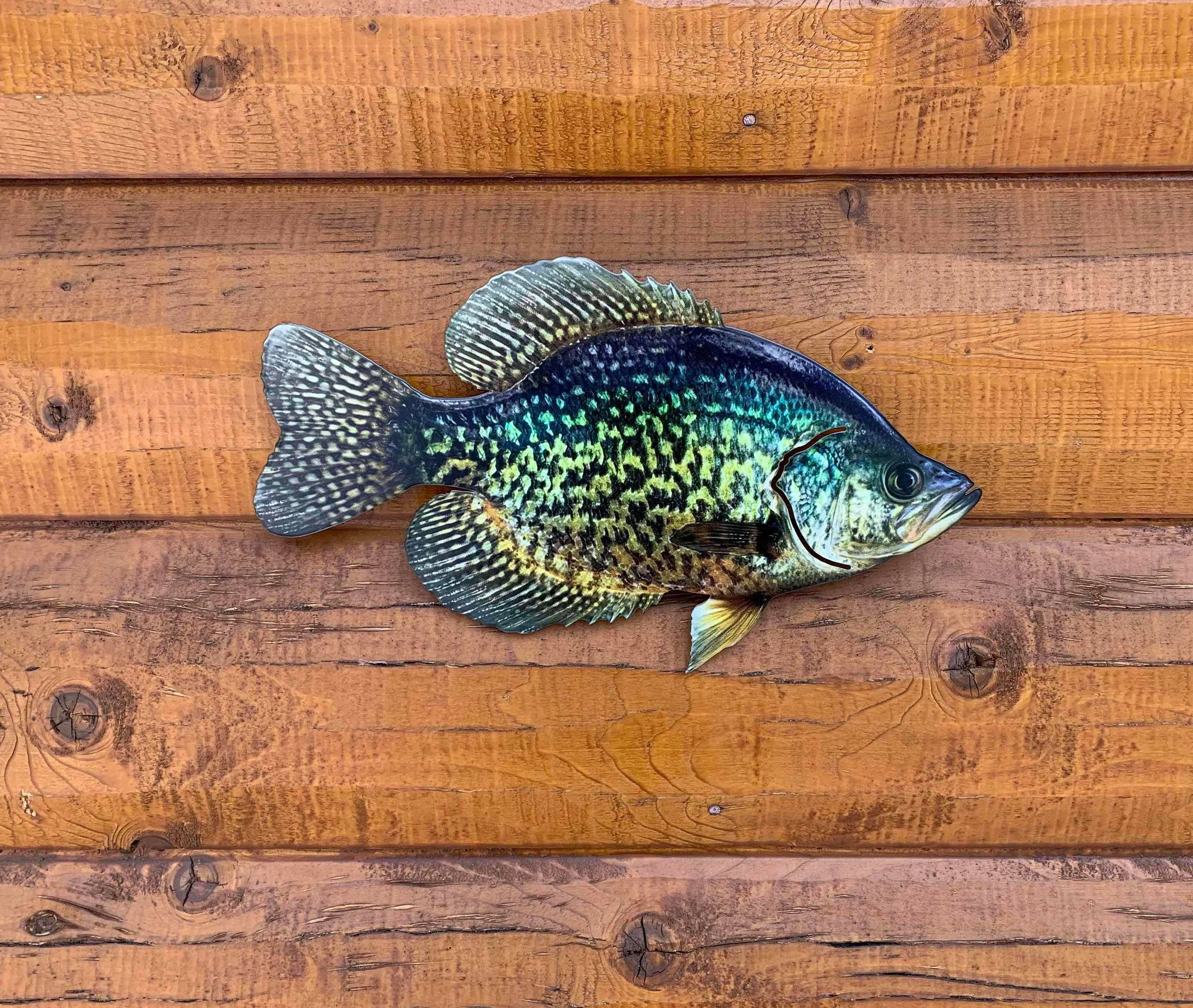 World-Class Crappie Replica – Crappie Wall Mount – 2D Metal Closed Mouth Exclusive