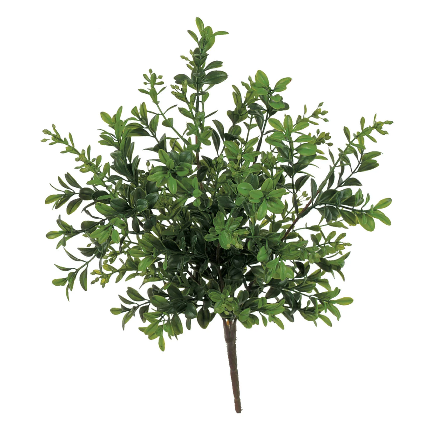 Innovative 12 Fresh Green Boxwood Pick Eco-Friendly