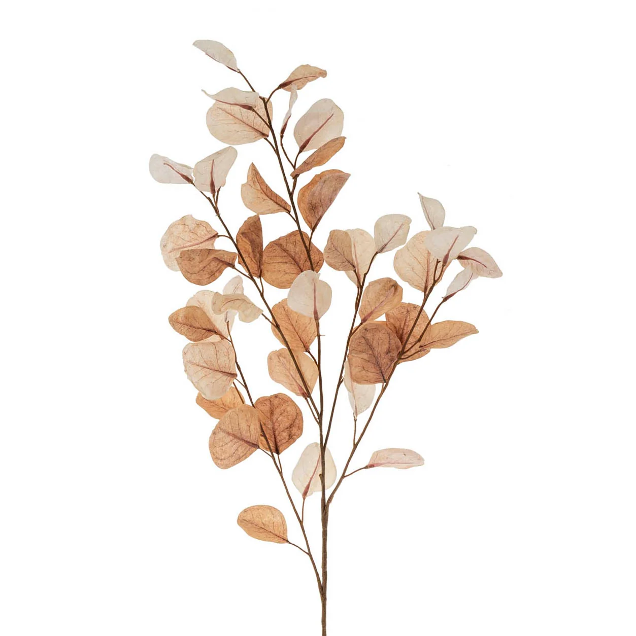 Modern Dried Eucalyptus Branch Organic
