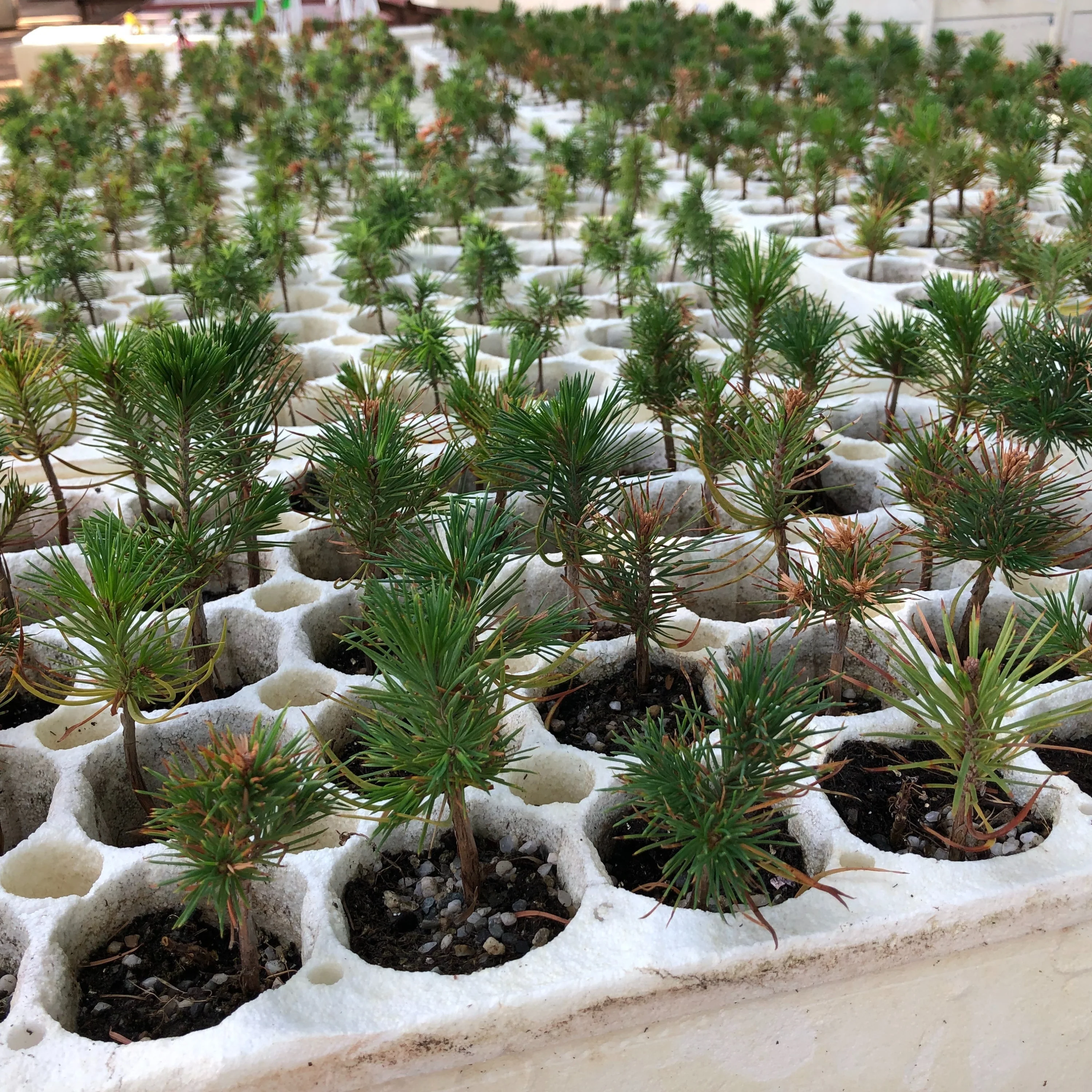 Safe Grove Co. Tree Planting California Wildfire Restoration Reliable